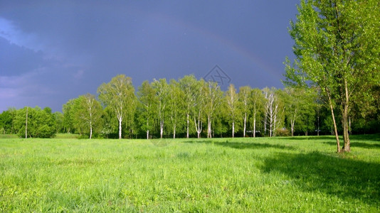 桦木全景草充满雨云和树木的绿景观背景图片