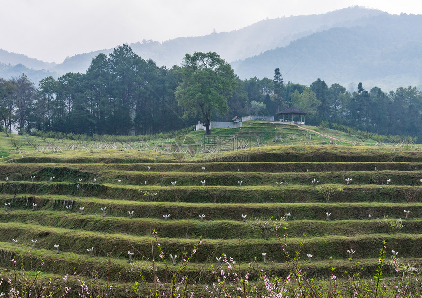 天空环境场地植物园山坡上的小樱桃树图片