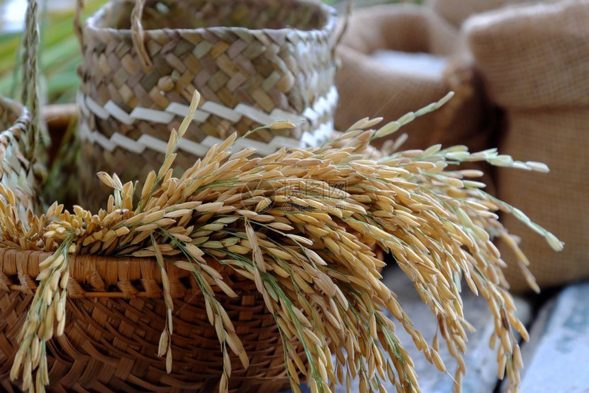 近距离的稻谷和木本底种黄米和一篮子谷物中的大米吃亚洲健康图片