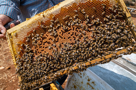 昆虫自然工人养蜜蜂的把窝和可以工作的蜜蜂放在一起收集蜂蜜图片