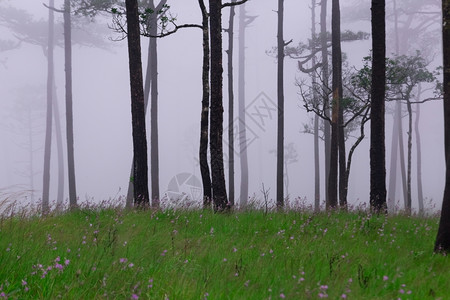 公平森林常绿多雾路段云杉图片
