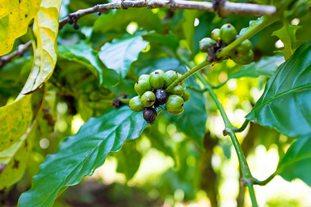 植物湿度绿咖啡豆与印尼西亚巴厘分处的关系水图片