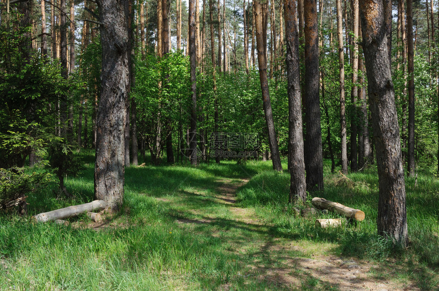 俄罗斯松树夏天隐秘的森林地貌树木之间的足迹阳光明媚的春日两张木板用于在小路上放松图片