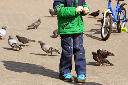 在后面街道鸟孩子在公园男散步在公园男孩喂养鸽子后面的鸽子图片