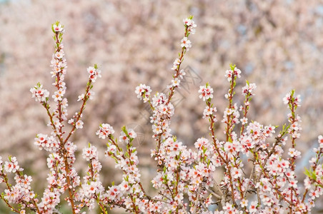 3月杏仁开花全红杏树四月分支美丽的背景图片