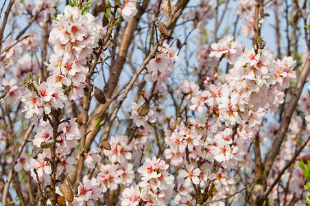 复制春天3月杏仁开花全红杏树枝条图片