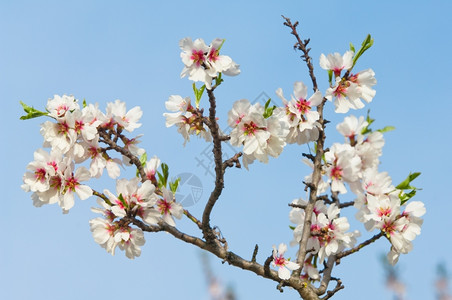 宁静花园3月杏仁开花全红杏树的背景图片