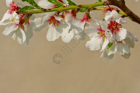 季节美丽3月杏仁开花全红杏树瓣背景图片