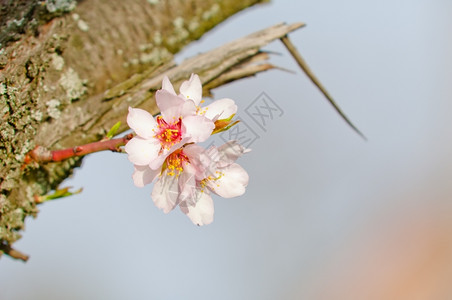 3月杏仁开花全红杏树白色的植物群朵图片