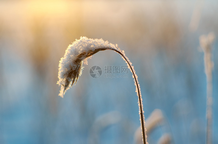 季节户外寒冬美丽的圣诞风景雪在夕阳下落浅地深处亮度图片