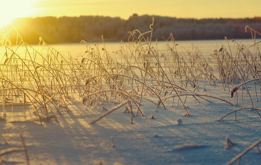 雪花寒冬美丽的圣诞风景雪在夕阳下落浅地深处的景观图片