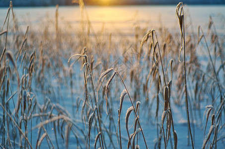 寒冬美丽的圣诞风景雪在夕阳下落浅地深处太阳日落圣诞节图片