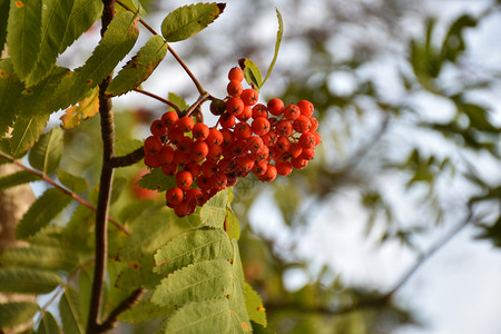 树上的枝有一群成熟的罗兰莓秋天库尔曼灰图片