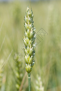 绿色背景的小麦耳朵乡村的生长产图片