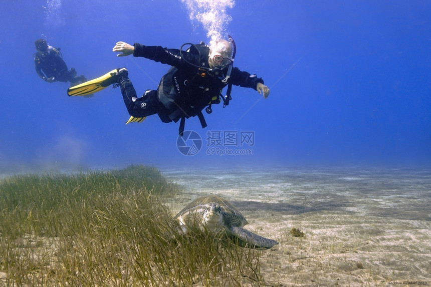 飞行潜水员和海龟景观爬虫贝壳图片