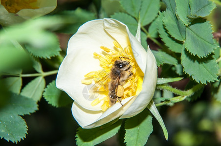 花朵上采花的蜜蜂图片