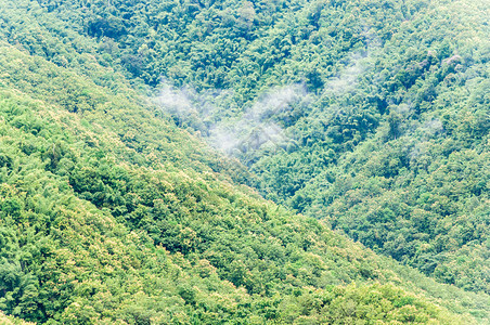 叶子场景高山上Teak森林雨前有浅雾亚洲图片