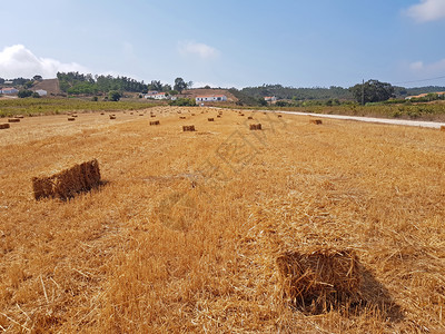 来自葡萄牙农村田地的海林小棚子土地农场金的图片