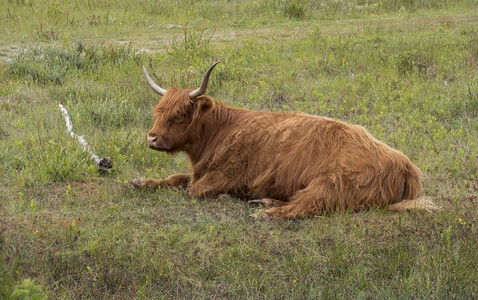牛肉公荷兰沙丘中的野生加洛韦鹿农村图片