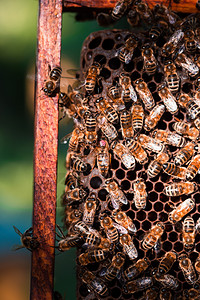 昆虫蜜蜂坐在窝上维护拉图片