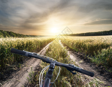 场地公园在通往明日的国路背景上自行车把手夏季地貌景观骑自行车者在一片田地背景上使用小麦耳朵的背景双车手在通往明日的国路背景上使用背景图片