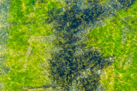 杂草在下面海鲜水和滩背景下绿色草的床铺图片