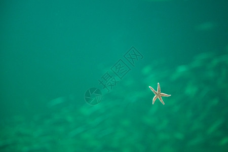 卫生透明绿色水族馆的海星从底洋恒星中看到的海从下在一个有绿水的族馆里图片