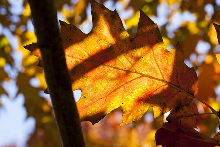阳光照射在秋叶上图片