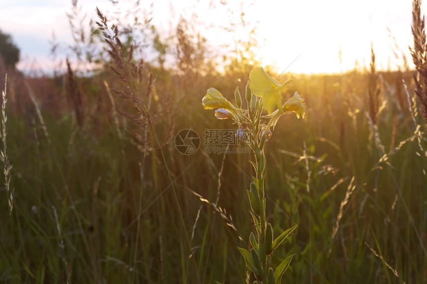 夏天自然轮廓光中的花黄色田野轮廓光中的绽放图片