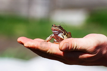 一只小青蛙布朗坐在一个人的掌上保持们坐着图片