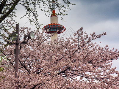 亚洲人日本有樱花的京都塔粉色图片