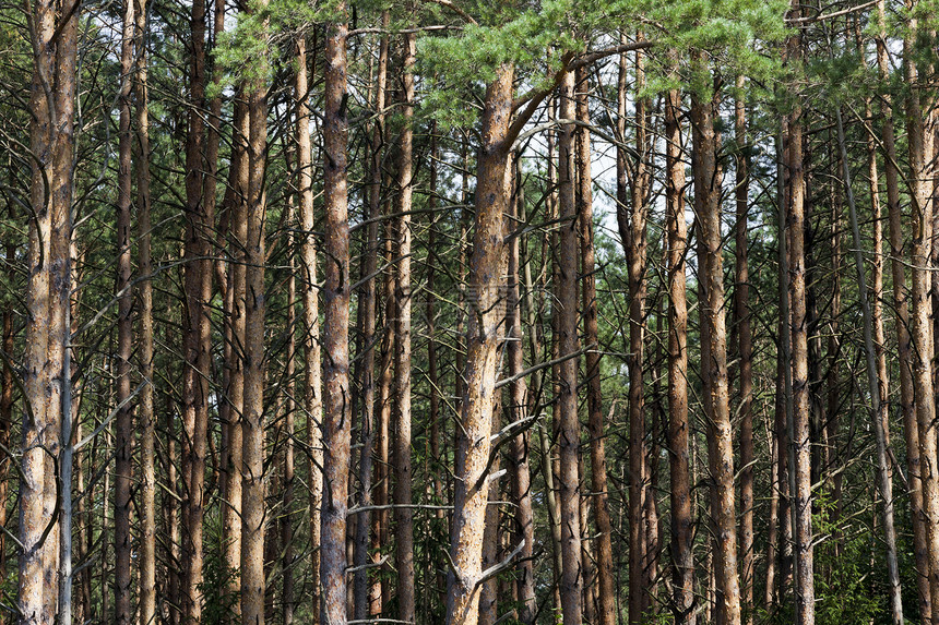 木材森林里天气暗淡树上长着青针的松树林中风景戒指粗糙的图片