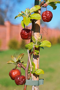 健康秋天红色的树枝上苹果树成熟的苹果树上成熟的苹果树枝上红苹果图片