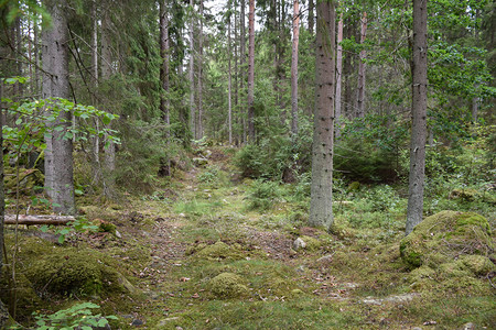 冷杉自然林业进入绿树森的足迹图片