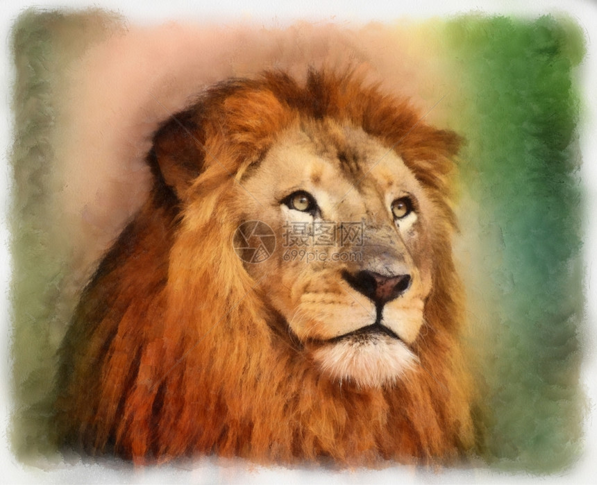 激烈的冲孔非洲皇家狮子王和长脸水彩色绘画者图片