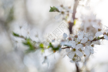 白苹果射出的花焦点模糊白苹果射出的花门户14景观外图片