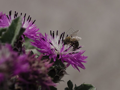 蜜蜂从粉红花中采集蜜的特写蕊天线盛开图片