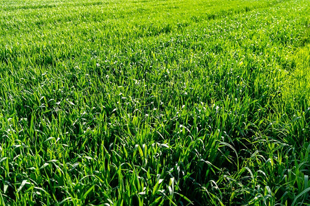 植物景观小麦田和农耕概念详情图片
