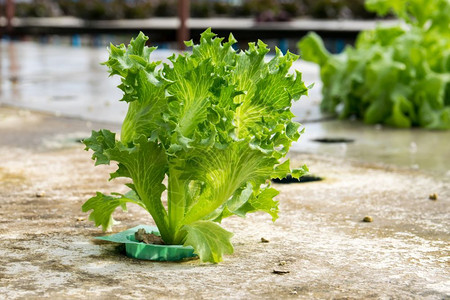 沙拉绿色莴苣农场蔬菜种植面积单位千分之一图片