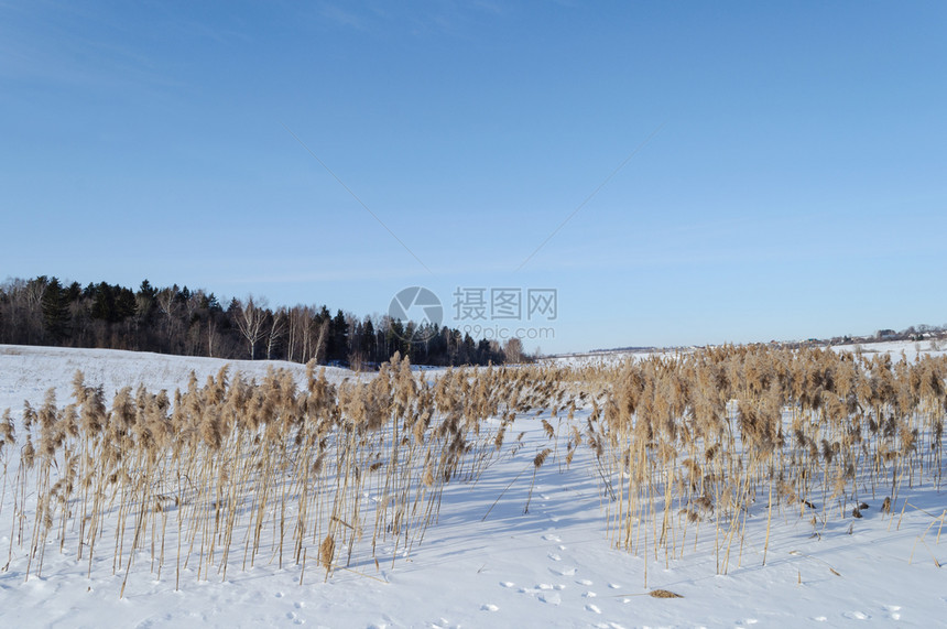 冷冻的河岸和远处森林上干草灌木丛下雪的天空图片