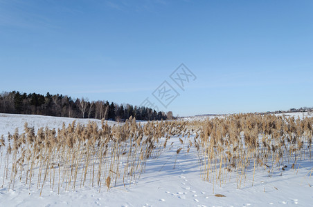 冷冻的河岸和远处森林上干草灌木丛下雪的天空图片