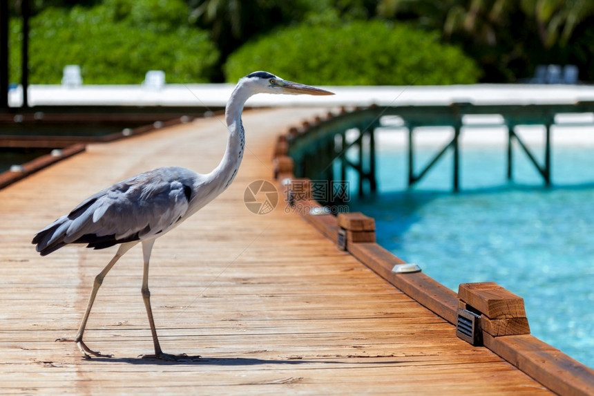 天空马尔代夫有一只当地鸟站在桥上野生动物美丽的图片
