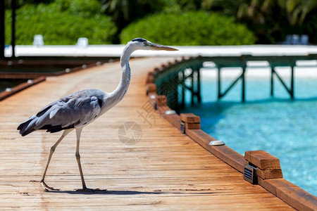 天空马尔代夫有一只当地鸟站在桥上野生动物美丽的图片
