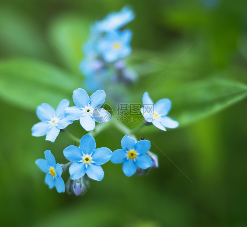 花束绿色背景上的蓝花瓣勿忘我蓝色小花大绿背景上的蓝花瓣勿忘我一种季节图片