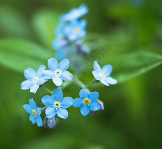 花束绿色背景上的蓝花瓣勿忘我蓝色小花大绿背景上的蓝花瓣勿忘我一种季节图片
