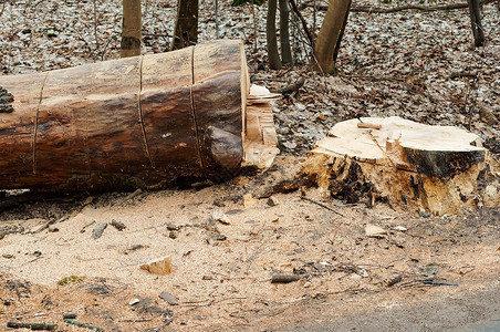 路边的锯树沿修剪的修剪边锯乡村错误环境图片