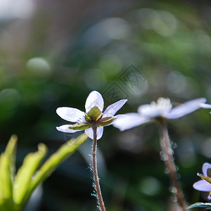 点亮户外闪光回的Hepatica鲜花春天的象征花朵图片