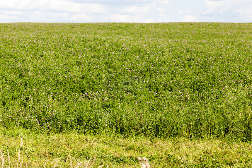 养活农场动物的耕种田地是树叶的一部分在阳光明媚的天气下夏季与蓝色天花草田相比哪一个传统的季节图片
