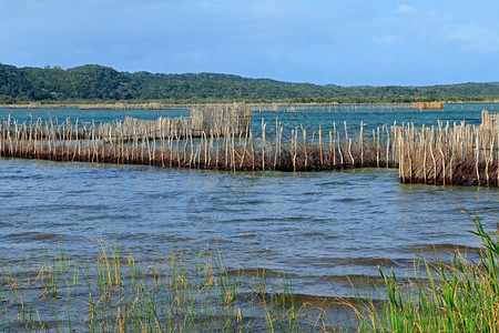 旅游生态在南非汤加岛KosiBay河口建造的传统Tsonga鱼捕网湖图片