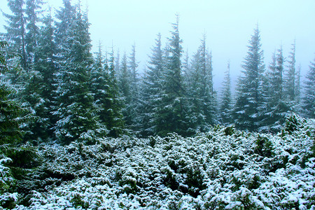 凉爽景观一年第场雪后长满枞树的森林一年中第场雪后长满枞树的茂密绿色森林覆盖图片